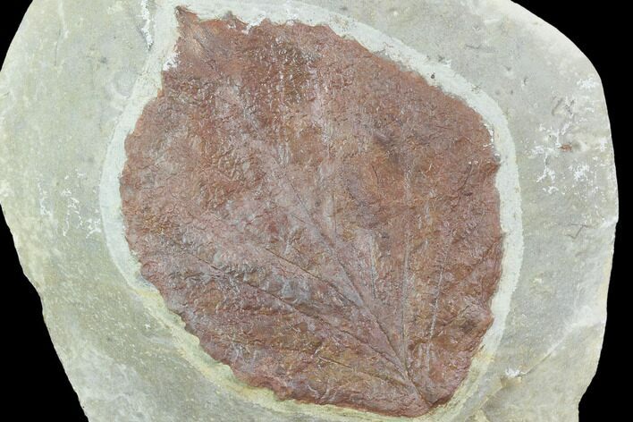 Fossil Leaf (Beringiaphyllum) - Montana #101882